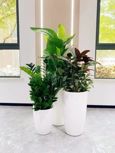 专业花木租赁，宁波前湾的绿色优选